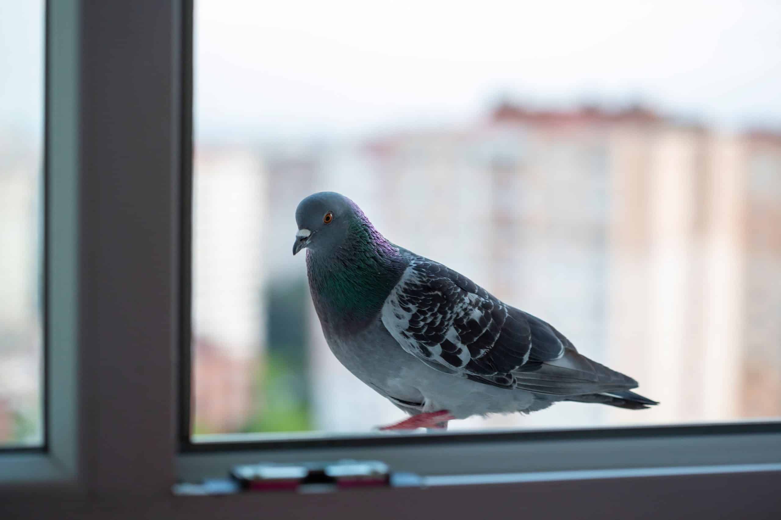 Recette de grand-mère pour faire fuir les pigeons